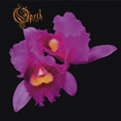 Orchid