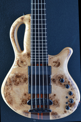 Mayones Caledonius