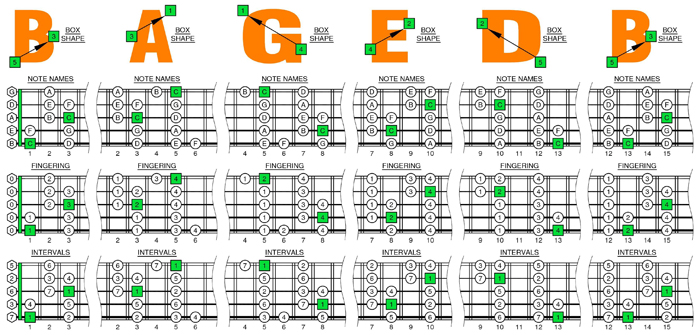 5 String Bass Scale Wall Chart