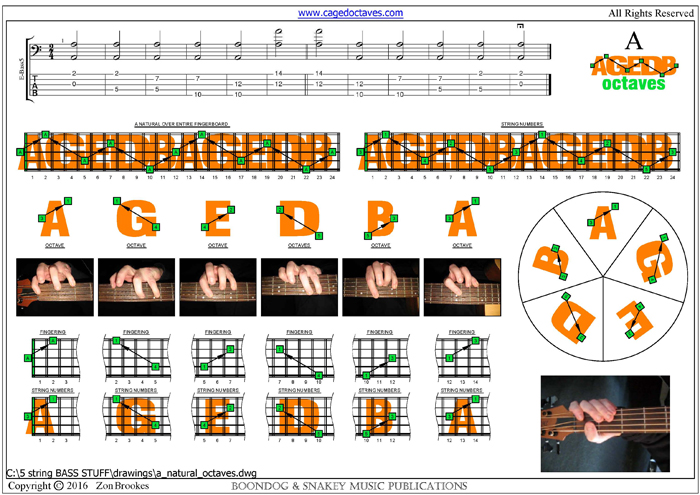 AGEDB octaves : A natural octave shapes