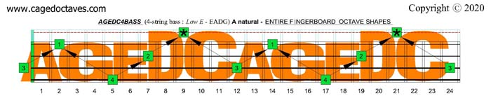 AGEDC4BASS A natural octaves fingerboard