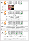 5Cm2 chord pdf